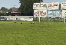 (FOTO) Komična scena na stadionu bh. kluba: Kokoške okupirale teren Komicna Scena Na Stadionu Bh Kluba Kokoske Okupirale Teren