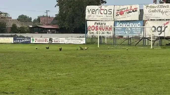 (FOTO) Komična scena na stadionu bh. kluba: Kokoške okupirale teren Komicna Scena Na Stadionu Bh Kluba Kokoske Okupirale Teren