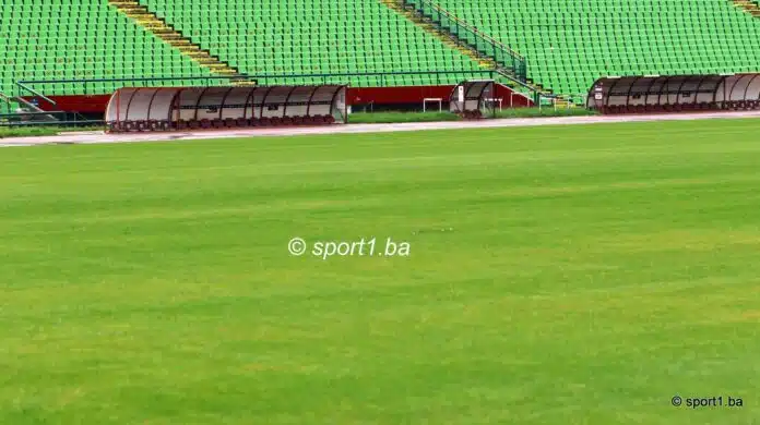 Gljive Djetelina I Druge Biljke Rastu Na Travnjaku Stadiona