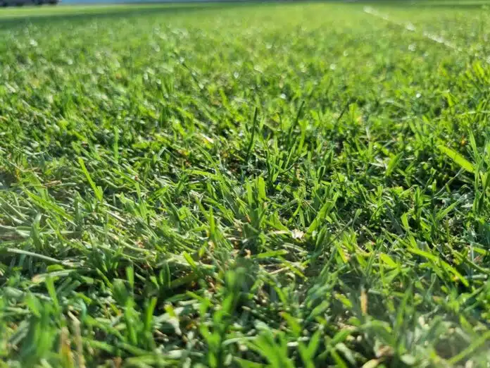 Zapocelo Prosivanje Travnjaka Na Stadionu Pod Bijelim Brijegom U